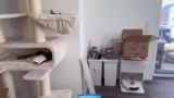 Just Chatting