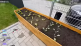 Rosenkohl, Hunde-Eskapaden un…