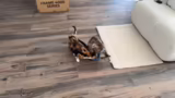 Yalama Zubereitung und Katzen…