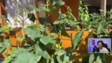 Gartenvideo und Einblicke in…