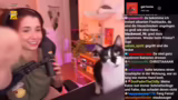 Just Chatting