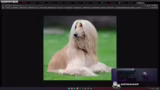 Vergleich von Hunden mit Fris…