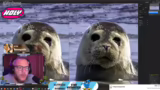 Bearbeitung eines Robbenfotos…