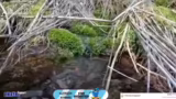 Straight Line Battle und IRL-…
