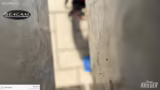 Live von der DODS MEISTERSCHAFT - !gewi…