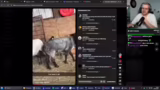 Just Chatting