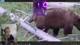 Bisons, Bären und Wolf Habitat