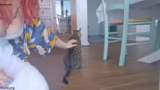 Unterkunft und Hauskatze