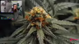 Ernte und Trocknung des Canna…