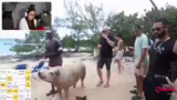 Bahamas-Schweine und Kritik a…