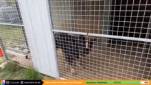 Live aus dem Tierheim bei @TierheimTier…