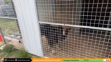 Live aus dem Tierheim bei @TierheimTier…