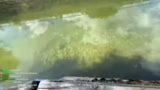 Schwimmen im Fluss