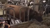 Besuch auf einem Bauernhof un…
