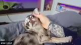 Stream Ankündigung und Vorber…