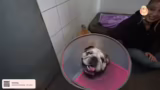 Malis Besonderheiten und Bedü…