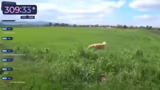 Hund als Glücksbringer und Un…