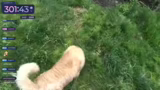 Hund Holly im Fokus