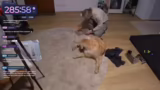 Just Chatting