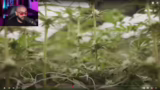 Cannabis Anbau und Legalisier…