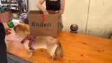 Begegnung mit Hund Lola