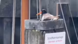 Dokus, Tierdokus und Vogelbeo…
