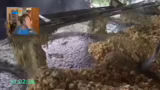 Video-Reaktion und Geografie-…