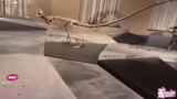 Dinosaurierschädel und Minera…