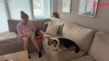 Just Chatting