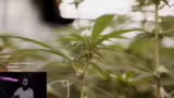 Besuch im Cannabis Social Clu…