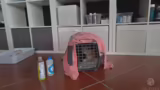 KITTEN AUSPOWERN :D Später 1. Mal RDR2…