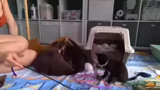 Namen der Kitten und Vermittl…
