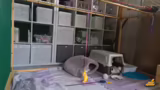 Katzenpflege und Käfiggestalt…