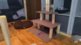 Rückkehr zum Stream und Katze…