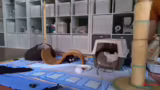 Interaktion mit den Kitten un…