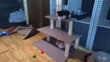 Just Chatting