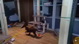 Katzen-Gesundheit und Verhalt…