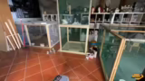 Abneigung gegen Hunde, Erzieh…