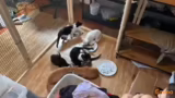 Katzenwäsche, Mücken und ihre…