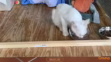 Pina, der nachtaktive Kater