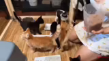 Just Chatting