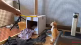 Tierische Anekdoten und Prüfu…
