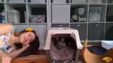 Entwicklung der Kitten und Vo…