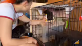 Aufteilung der Katzen und med…
