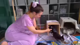 Kitten-Vorstellung und Cospla…