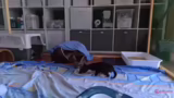 Auftauen der Kitten, Einzelha…