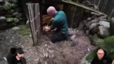 Gemütlichkeit, Dual-Stream-Se…