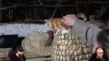 Katzenzähmen und Insektenschu…
