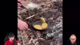 Winter Survival Video Analyse…