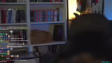 Schwüle Hitze und Katzen-Cont…
